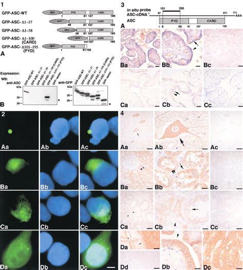 asc2 antibody|Monoclonal Anti.